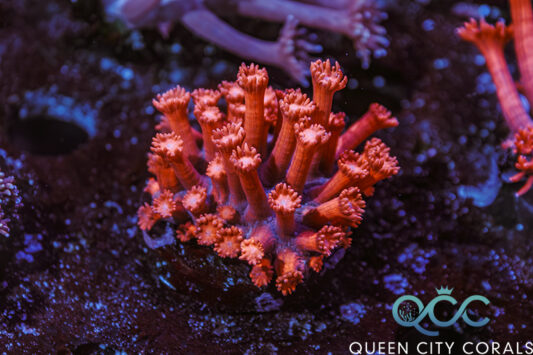 QCC Fireball Goniopora - (WYSIWYG) | Queen City Corals