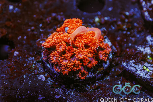QCC Red Widow Bernardapora - (WYSIWYG)