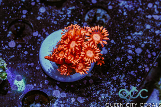 Crown Jewels | Queen City Corals