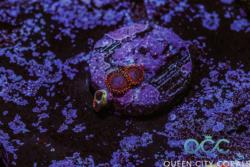 Zoanthid Coral