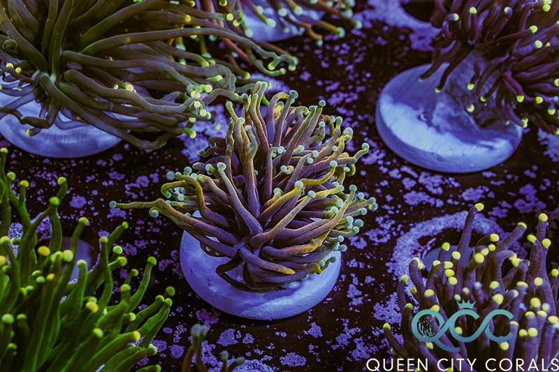Coral Image