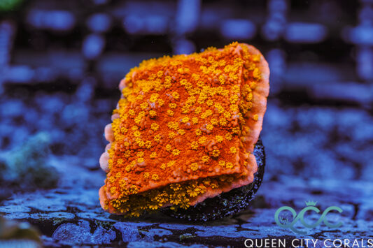 JF Silver Bullet Montipora - (WYSIWYG) | Queen City Corals