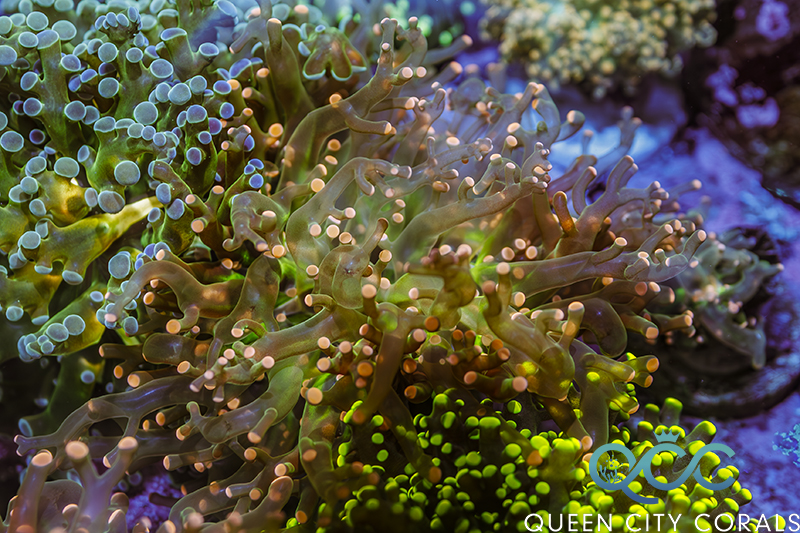 Frogspawn Coral
