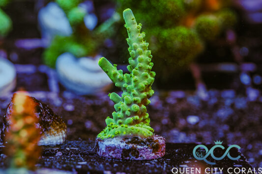 QCC Aquamarine Staghorn Acropora - (WYSIWYG)