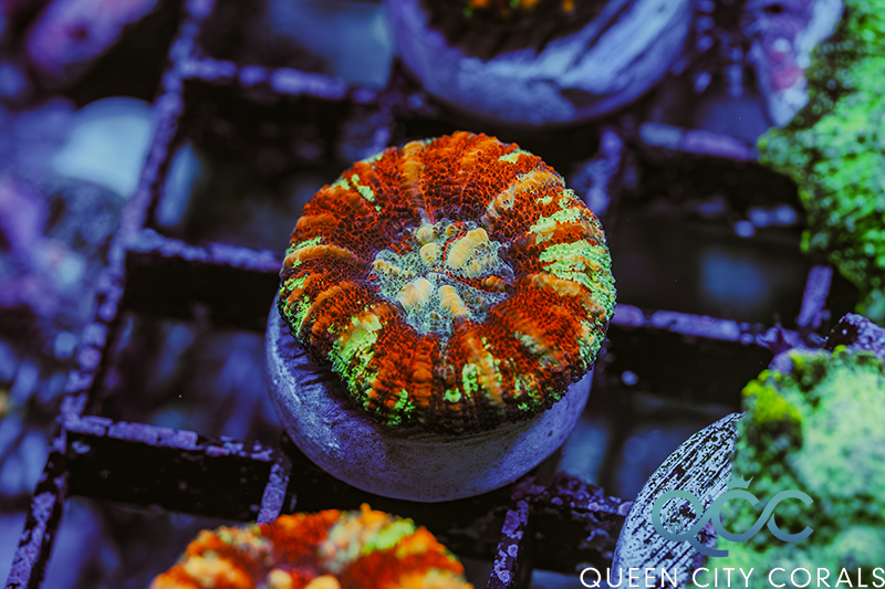 Coral Image