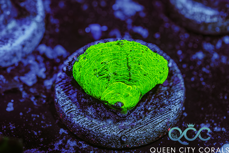 Coral Image