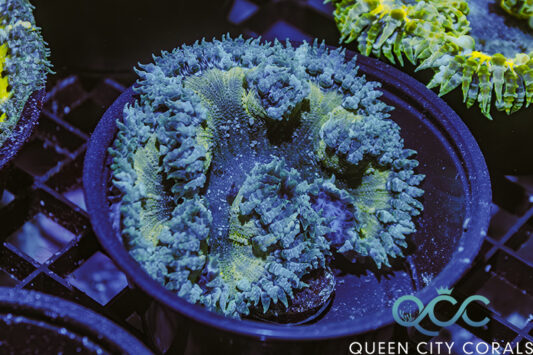 Ultra Rock Flower Anemone - (WYSIWYG)