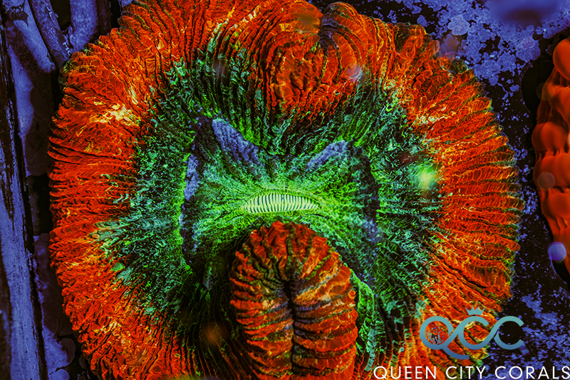 Coral Image