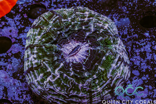 Cat Eye Bubble Coral -(WYSIWYG) | Queen City Corals