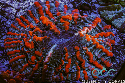 廃盤品 サンドピクチャー Rainbow Vision TXシリーズ Coral Rainbow Australophyllia Wilsoni - (WYSIWYG) | Queen City Corals