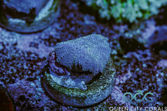 Sky Blue Discosoma Mushroom - (WYSIWYG)