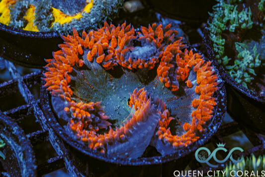 Ultra Rock Flower Anemone - (WYSIWYG)