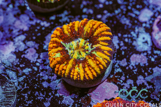 Ultra Croc Island Button Scoly - (WYSIWYG)