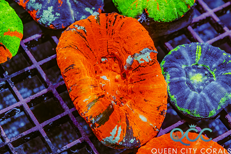 Coral Image