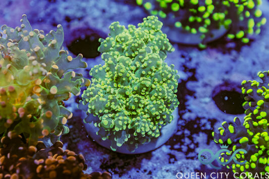 Crown Jewels | Queen City Corals