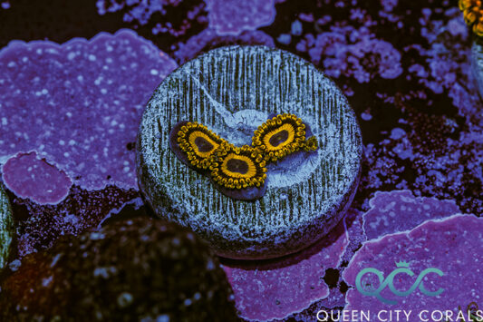 ZOA Blue Hornet Zoanthids | Buy Live Coral for Sale - Vivid