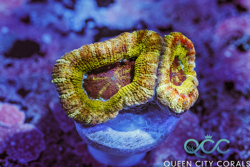Acan Coral
