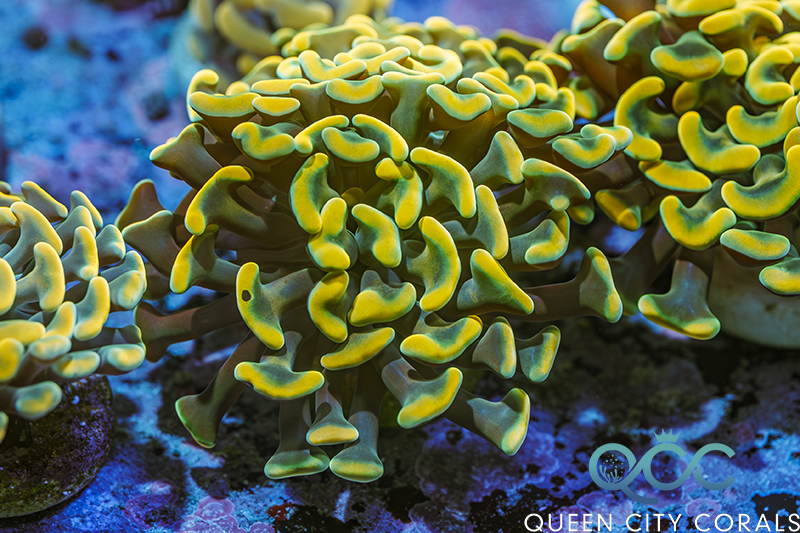 Hammer Coral