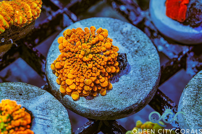 Coral Image