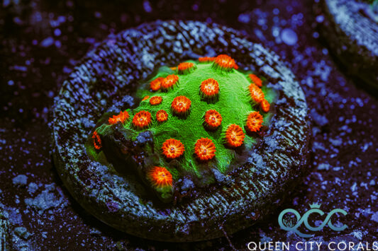Meteor Shower Cyphastrea - (WYSIWYG)