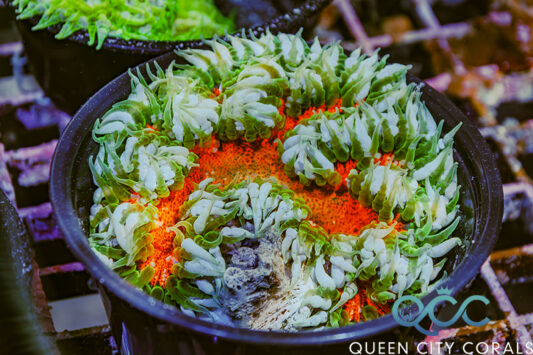 Ultra Rock Flower Anemone - (WYSIWYG)