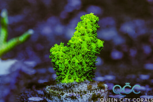Bali Green Slimer Acropora - (WYSIWYG)