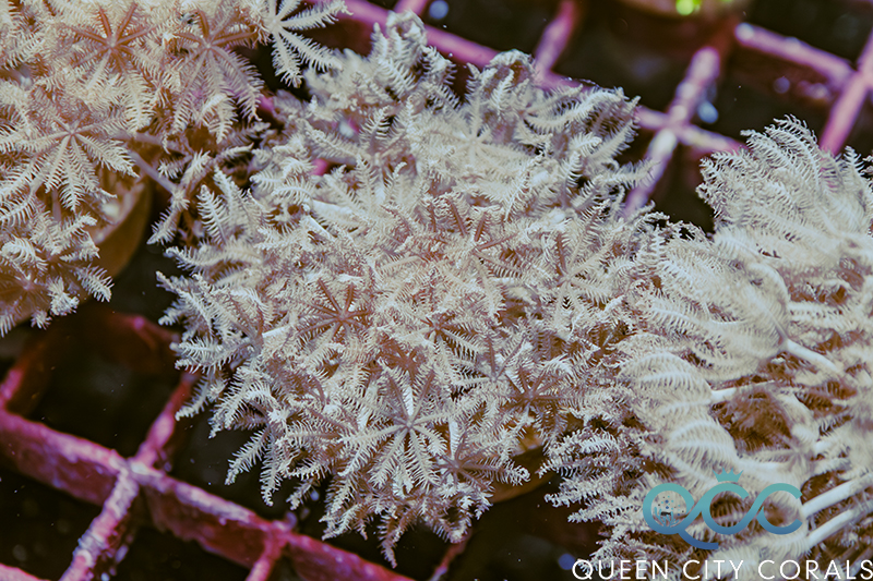 Xenia Coral