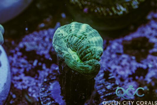 Green Trumpet - (WYSIWYG)