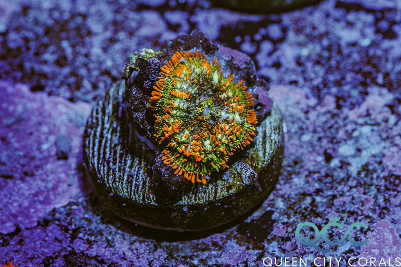 Coral Image