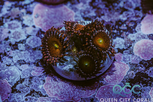 Pink Mohawk Zoa - (WYSIWYG)