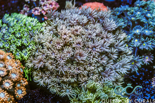 Peach Blossom Goniopora Mini Colony - (WYSIWYG)