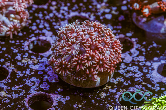 Pink Blush Goniopora - (WYSIWYG)