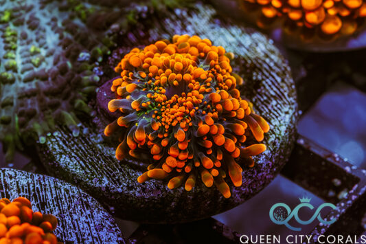 Orange Inferno Ricordea Yuma Mushroom - (WYSIWYG)