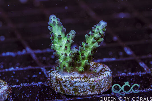 RR The Vihn Acropora - (WYSIWYG)