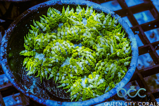 Ultra Rock Flower Anemone - (WYSIWYG)